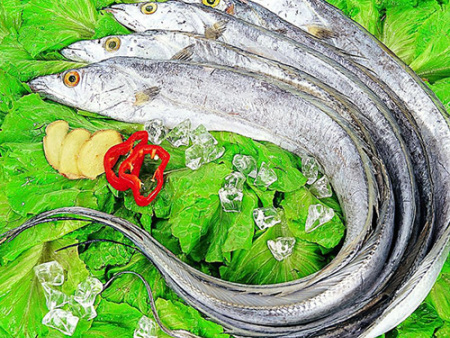 深海带鱼