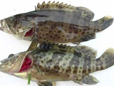 东莞蔬菜配送公司中秋节祝福