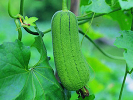 东莞蔬菜配送公司如何洗掉蔬菜的农药残留