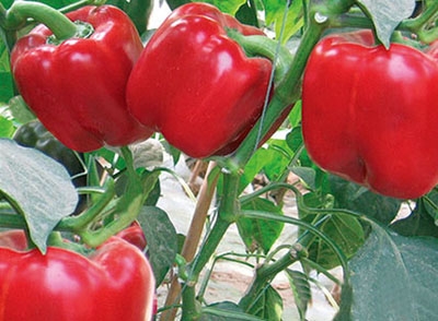 东莞蔬菜配送公司教你如何蔬菜新鲜度