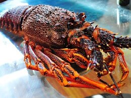 东莞蔬菜配送公司－海鲜水产不要随意混吃