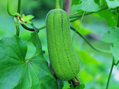 东莞蔬菜配送公司的蔬菜营养